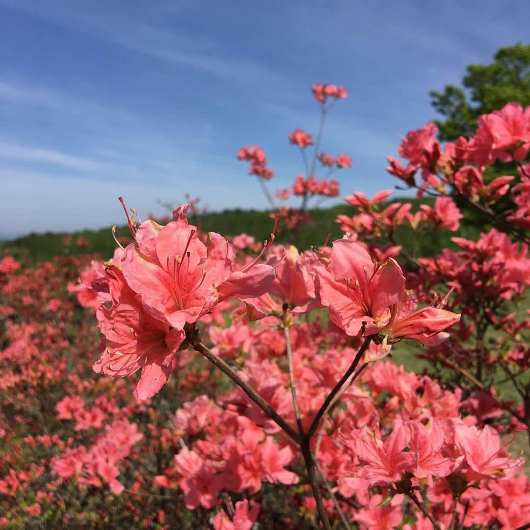 安間佐千さんのインスタグラム写真 - (安間佐千Instagram)「I have been trad climbing for 2 month and it is full of new adventure, experience and intense moment! Here is my 5days of Mizugaki camp post!  瑞牆山合宿中では末端壁を中心に様々なシングルピッチのルートを登りました。印象的な成果をまとめてみます。 〜末端壁〜 春うらら2p目 OS ペガサス 1p+2p OS フリーダム 2try トワイライト 2try 〜屏風岩〜 霧の中で OS 長いコーナー Flash 〜クラック地獄エリア〜 カヌー OS ・ “春うらら”2p目や”霧の中で”のオンサイトは非常に嬉しく、ここ最近のトラッドの成長を感じるクライミングでした。  実は合宿中最も印象的だったのは、ペガサス5.10dのオンサイトです。50メートル、様々なサイズのクラックが延々と続くこのルートですが、持っていったカムが少な過ぎたのです。終始ランナウトし続けて、心身共に疲れ果ててたどり着いた最後のワイド。ここでは、つばを飲み込み覚悟を決める瞬間がありました。そして極め付けは、スリングも無い状態で着いた最上部に、大木はあるものの終了点が無いのです！ 下で見ていてくれたガメラさんにサポート頂き、自らのロープで自己確保し、セカンドビレーをすることが出来ました。  合宿最終日。天気もくずれ、皆下山し始めた頃。その日のパートナーであった由香里さんが、若干の心残りな僕を見抜き、「フリーダムやらないの？」と声をかけてくれました。何か嬉しくなって、急いでルートの前まで上がりました。約2ヶ月前に1度トライしたこのルート、岩はしっとり、最後の気が抜けないスラブはびっしょりである。しかし、合宿最後のクライミングを思い切り楽しむつもりでトライしました。下部は一か八かの判断が決まり通過。クラックパートは問題なし。最後のスラブはもう本当にびっしょりだったけど、なぜか逆に登りたい気持ちが湧き出てきました。何度も声が出て、そして完登してしまった！いやぁ、信じられなかったし、嬉しかった〜。 トラッドの世界。堪能しています！  Photo by @maechan82kgclimber and @mic_ued  @adidasterrex  @fiveten_official  @petzl_official  #mizugaki  #mizugakicamp  #tradclimbing」6月5日 18時32分 - sachiamma