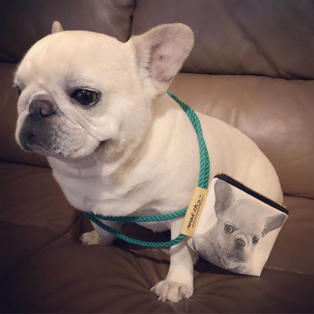 タニム（マーブル母）のインスタグラム：「* 大変遅くなりましたが、@masishu さんの 「THE ONE POCHETTE」3種類💕 ああ〜、可愛い😍❤️可愛すぎる〜❤️❤️❤️ * 世界にひとつだけのオリジナルポーチ✨ yonecoさん、ありがとうございました😘❤️ * #私のアモーレ🐷❤️ #耳の中が少し黒いのはお薬です」
