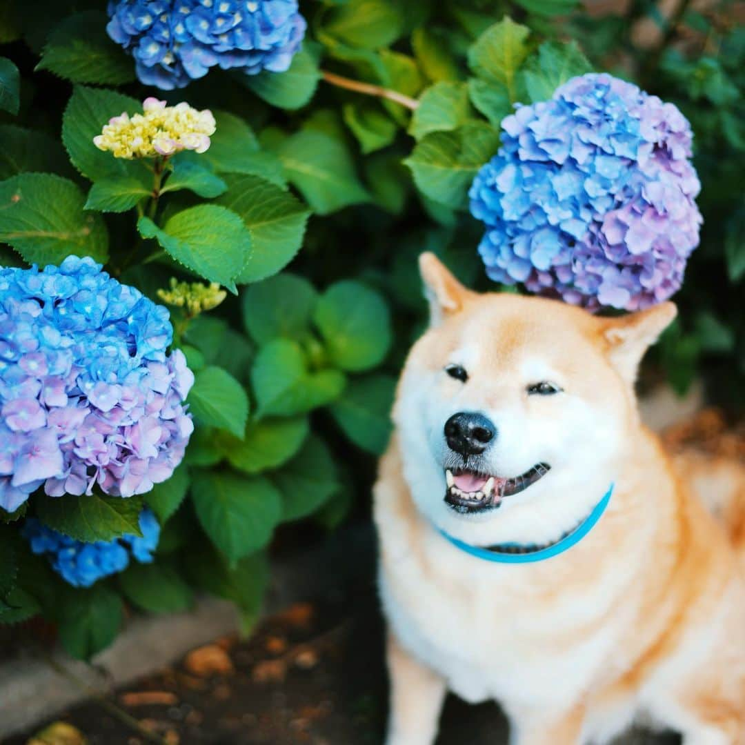 まる（まるたろう）さんのインスタグラム写真 - (まる（まるたろう）Instagram)「In Japan, the hydrangea is the symbol of the rainy season. ✨🐶✨まんまるアジサイ咲きました〜 #誰がアジサイ顔やねん #んなわけあるかい #スマホ見せてみ #ホンマや😳」6月5日 19時02分 - marutaro