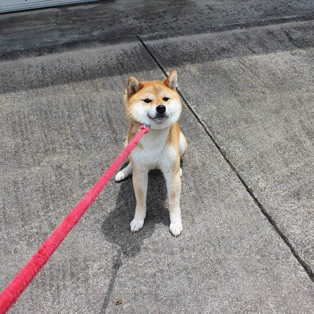 柴犬たま Shibainu Tamaのインスタグラム