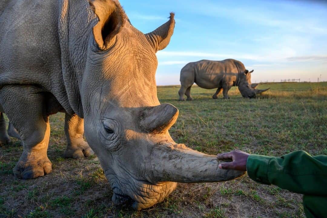 National Geographic Travelさんのインスタグラム写真 - (National Geographic TravelInstagram)「Photo by @amivitale | Najin, one of the last two northern white rhinos alive on the planet grazes at @olpejeta conservancy in northern Kenya. Today, on World Environmental Day, we can celebrate the delicate, amazing ecosystem we depend on but also realize that human activity could cause one million more species to be lost. Nature needs us now and each species plays an important role in the ecosystem. If one is lost, a hole is left, and the system loses its balance. Lose too many, and the system collapses. It's not too late to protect habitat and all the creatures we coexist with for generations to come. Get involved today. Learn from, support and engage @conservationorg @nature_org @nature_africa and the many other conservation organizations around the world working to build a future in which we can live in harmony with nature.  @safariparkdvurkralove @kenyawildlifeservice @thephotosociety #DontLetThemDisappear #rhinos #saverhinos #stoppoaching #kenya #worldenrivonmentday」6月5日 19時10分 - natgeotravel