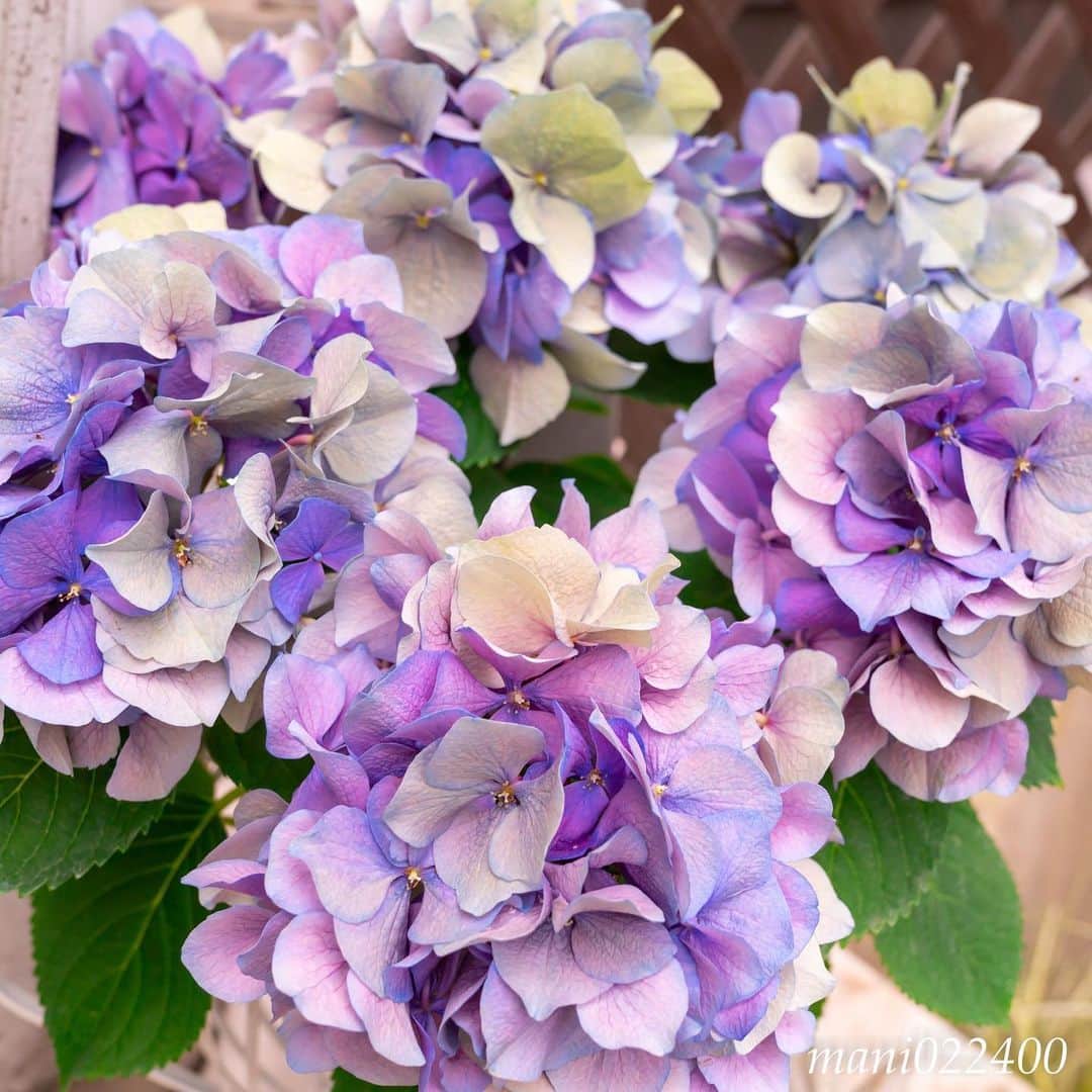 mani022400のグルメインスタ