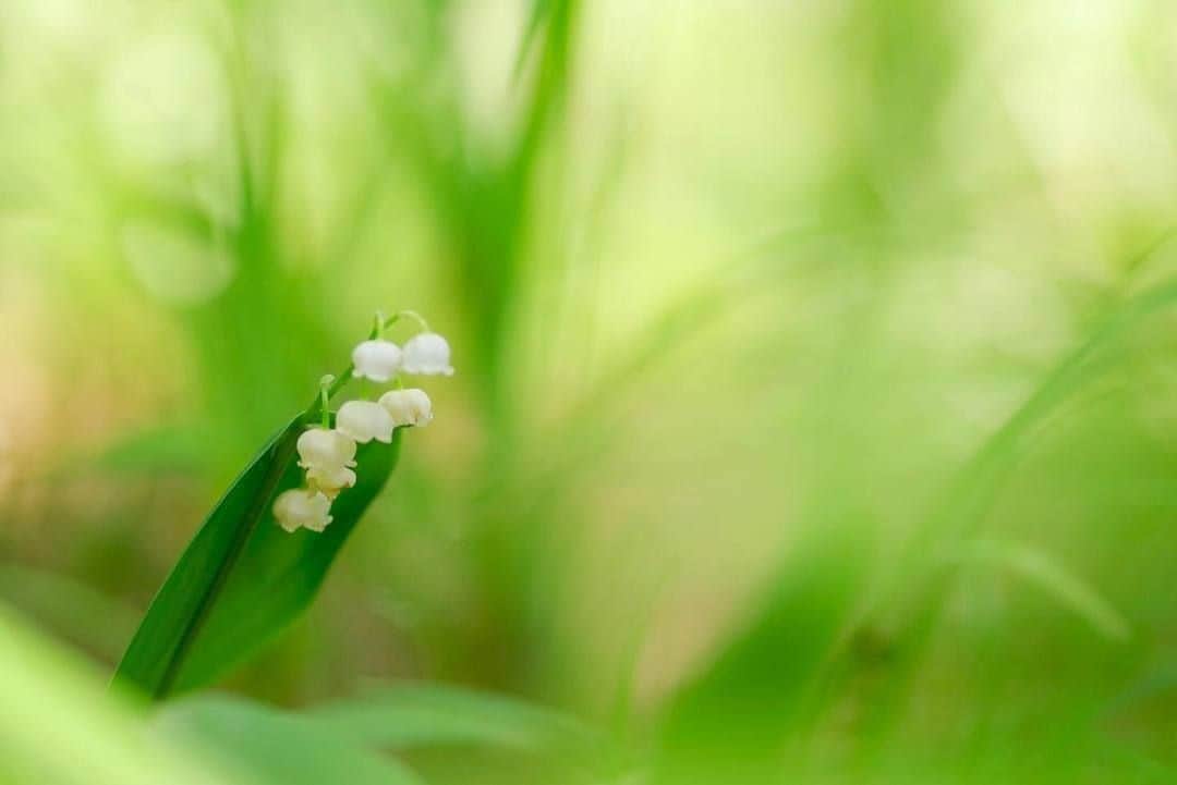 花の写真館のインスタグラム：「Photo by @o_chan8787.⠀ https://instagram.com/o_chan8787/⠀ .⠀ Original Post[投稿頂いたURL]⠀ https://www.instagram.com/p/BxTsQP5gltz/⠀ .⠀ 本アカウントは、 #私の花の写真 をつけてInstagramに投稿された皆さまの花の写真や、「花の写真館」Facebookページで投稿された花の写真を紹介します。⠀ 「花の写真館」Facebookページは、「 @floral.photograph 」のプロフィールにあるURLからご覧ください。⠀ .⠀ #花の写真館 #floralphotograph #floralphoto #flower #flowers #富士フイルム #FUJIFILM⠀ Follow: @floral.photograph」