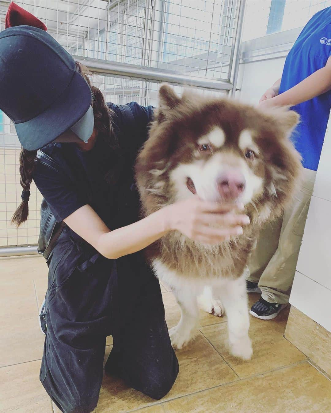 フィオナ・シットさんのインスタグラム写真 - (フィオナ・シットInstagram)「Adopt me I am cute part 2! @spcahk」6月5日 19時32分 - physit