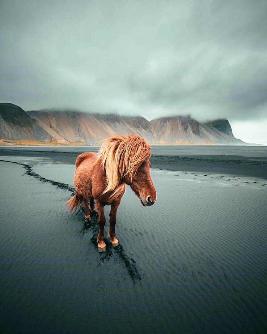 Discover Earthさんのインスタグラム写真 - (Discover EarthInstagram)「The Icelandic wild horses make the country's amazing landscapes just so much better ! How beautiful ! 🐎🇮🇸 Have you ever been to Iceland ? Tag the people you would want to go there with ! — 📍#DiscoverIceland — 📸 Photo and Video by @yantastic」6月5日 19時44分 - discoverearth