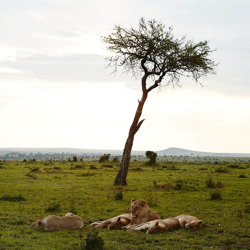 ジェローム・デュランさんのインスタグラム写真 - (ジェローム・デュランInstagram)「Lion King:) 🦁👑💛 Happy World Environment Day! #Kenya 🇰🇪」6月6日 5時26分 - jeromeduran