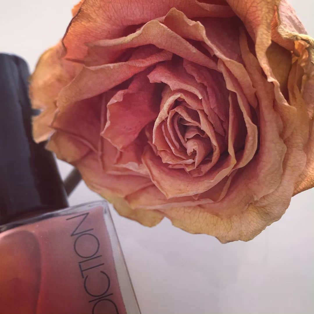アディクションさんのインスタグラム写真 - (アディクションInstagram)「Faded Rose 🥀」6月6日 5時46分 - studio_ayako