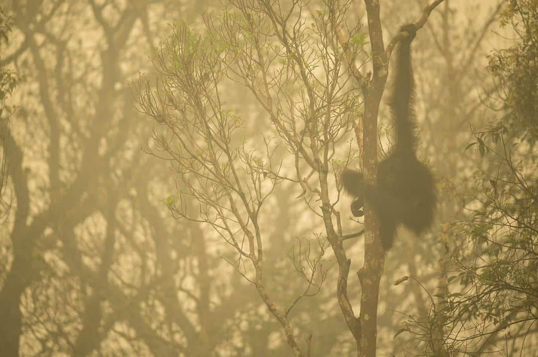 National Geographic Creativeさんのインスタグラム写真 - (National Geographic CreativeInstagram)「Photo by @timlaman | A male Bornean orangutan in a strip of remaining forest along the edge of the Mangkutup River, Indonesia maneuvers through the smog of a forest fire. #WorldEnvironmentDay #BeatAirPollution #BreatheLife」6月6日 6時13分 - natgeointhefield