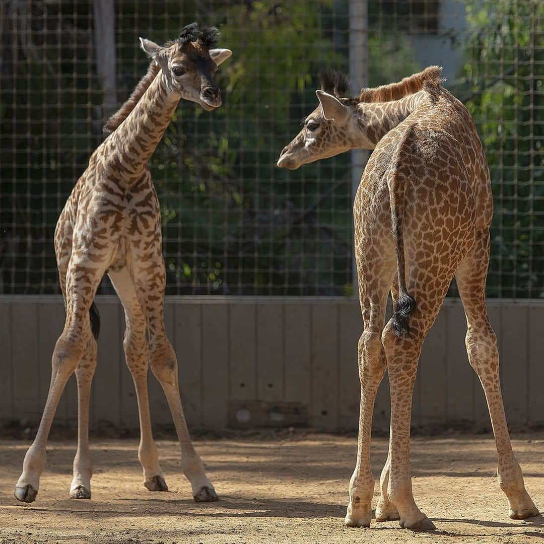 San Diego Zooさんのインスタグラム写真 - (San Diego ZooInstagram)「Last week, Carol met her brother from another mother 🦒🦒 He doesn't have a name yet. Any suggestions? #siblings #twotowers #sandiegozoo #giraffes」6月6日 6時11分 - sandiegozoo