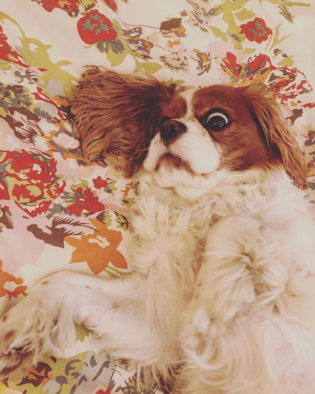 ジュエル・ステイトさんのインスタグラム写真 - (ジュエル・ステイトInstagram)「No chill. #cavalierkingcharlesspaniel #cavlife」6月6日 6時17分 - jewelstaite