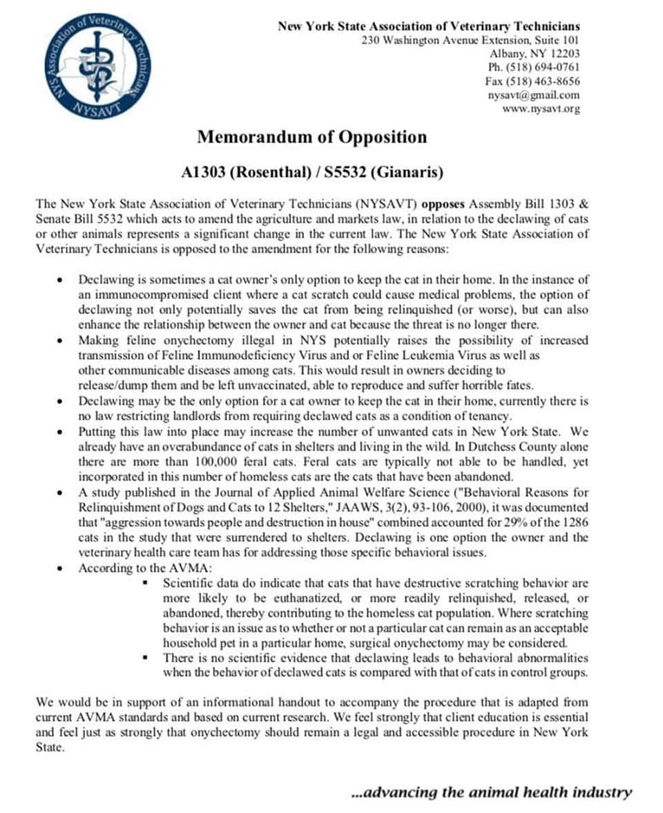 City the Kittyさんのインスタグラム写真 - (City the KittyInstagram)「Most of you have heard the amazing news yesterday!  The NY Senate and NY Assembly voted overwhelmingly to pass the anti-declawing, cat protection bill today! This is a HISTORIC victory for cats! 😺😺😺 The bill is on its way to the Governor's desk to hopefully be signed into law!🙏🏻🙏🏻🙏🏻 If you are a vet tech in NY,  we want to hear from you! Did you oppose this cat protection bill? citythekitty@gmail.com  The two organizations that opposed the bill were the New York State Veterinary Medical Society and this vet tech association, NYSAVT 😾😾😾 We are really puzzled as to why this NY vet tech"s association would oppose this bill. . We also are very concerned that they need to be educated about the facts about declawing and about how FIV and FLV are transmitted, which is by a bite. . The antiquated excuses that this vet tech association used to try to keep declawing legal are pretty shocking to say the least. They are even using information from an organization that doesn't even exist anymore. (Journal of Applied Animal Welfare Science.) . Please keep respectfully educating the public, veterinarians, and vet techs on the facts about declawing!  More states will be introducing legislation to ban this barbaric amputation procedure, so never please never give up! Public support is growing to end this animal cruelty!  #PawsNeedClaws #NYSVMS #NYSAVT #PawsNeedClaws #vettech #vettechs #ny」6月6日 6時23分 - citythekitty