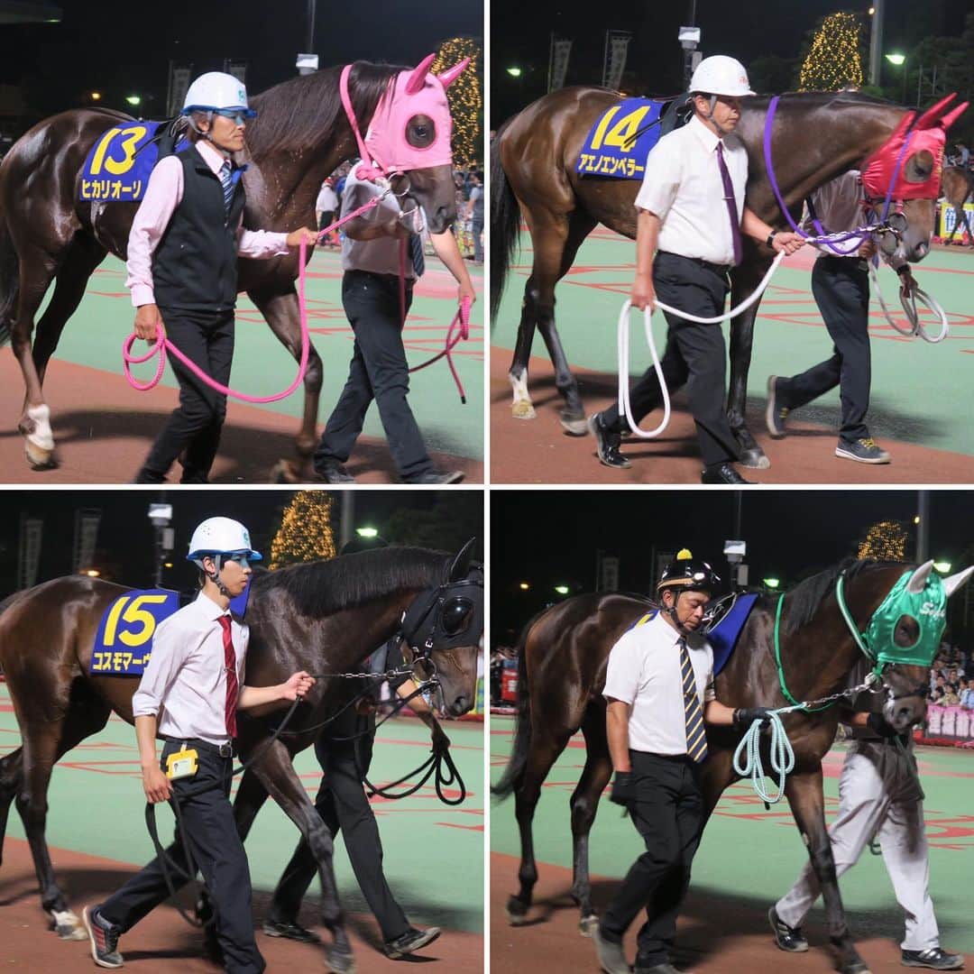 津田麻莉奈さんのインスタグラム写真 - (津田麻莉奈Instagram)「第65回東京ダービー 🏇💨✨ 勝ったのはヒカリオーソ山崎誠士騎手‼️ ダービーでは2着だった父フリオーソ。 その雪辱を、産駒のヒカリオーソが果たしました✨ 関係者の皆さま、おめでとうございます👏 ⁑ そして。落馬事故でお怪我をされている騎手の皆様が、一日も早く回復されますように。 ⁑ ⁑ #第65回東京ダービー #東京ダービー  #ヒカリオーソ #フリオーソ #フリオーソ産駒 #山崎誠士 騎手 #地方競馬ダービーシリーズ #競馬 #地方競馬 #アギト #トゥザグローリー産駒 #大井競馬 #大井競馬場 #tck2019 #東京シティ競馬 #まりなる #津田麻莉奈」6月5日 21時38分 - tsudamarinal