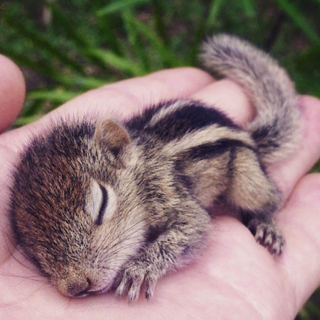 カリーヌ・ロワトフェルドのインスタグラム：「Let me sleep🥰:baby chipmunk 🐿, sweetness one🥰 @earthpix」