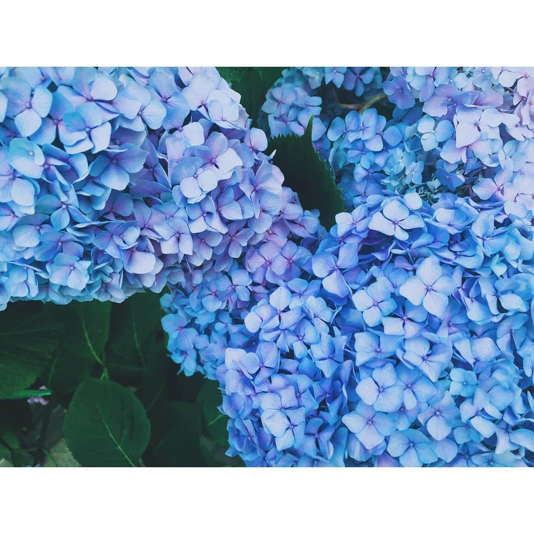 潘めぐみさんのインスタグラム写真 - (潘めぐみInstagram)「hydrangea . 昨日は１年半ぶりに"あの子"の声を。 . またみんなに会えるんだ。 . 新たな形で。 . きっと今月末には、お知らせできるかな？ . あ、もしかして、これって"あの子"と私への誕生日プレゼント？ . お仕事の神様から、また頂き物をしてしまったなぁ。 . きっと、お仕事の神様っていうのは、作品を愛して、支えてくださる、皆さんのことなのだろうなぁ。 . 一度、迎えた区切り。 . だけど、まだ続いて欲しい、続けていきたい。 . そう思って下さっている皆さんが、作品を育み、更なるステージへと…。 . ああ、なんて、ありがたいめぐりなのだろう。 . ありがとうございます。 . ありがとうございます。 . #6月4日 #今日の青 #今日の花 #今日の一枚 . #紫陽花 #hydrangea #ハイドランジア . #誕生日プレゼント #人生のご褒美」6月5日 21時38分 - han_meg_han