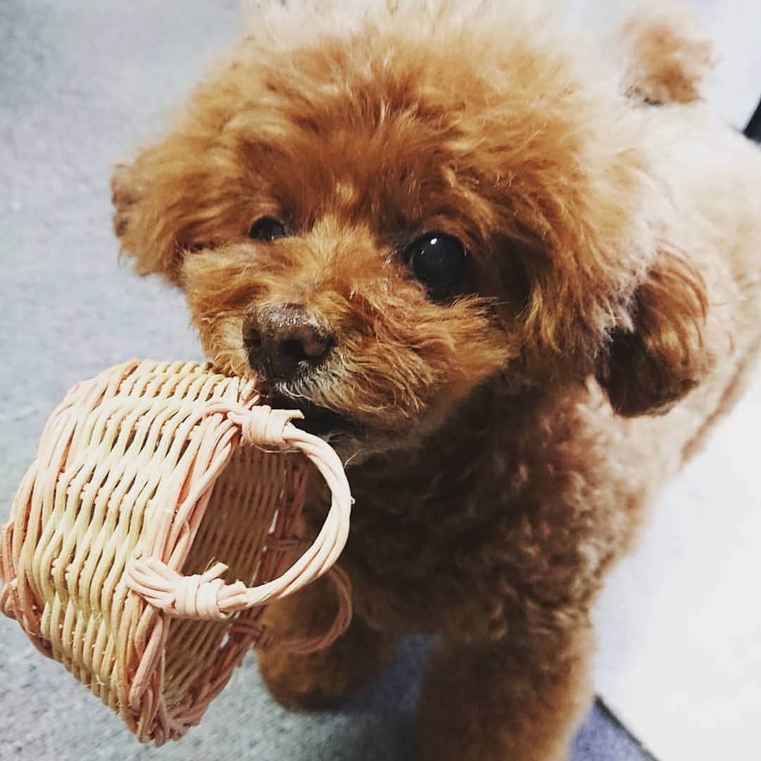 木村玲美さんのインスタグラム写真 - (木村玲美Instagram)「なんか持ってきた❤️ (持ってきちゃう姿がかわいいんだよね😚) #もこぷりんちゃん #toypoodle #トイプードル #🐩 #dog」6月5日 21時44分 - remmi_kimura