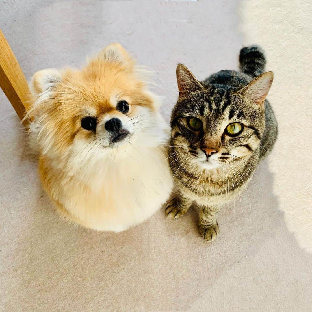 とよた真帆さんのインスタグラム写真 - (とよた真帆Instagram)「揃ってご飯待ち🐶🐱 ぱるるとこりん  今日も仲良し  #cat#dog #catdog #保護犬 #保護猫#こりん #ぱるる#猫 #犬 #仲良し#pomeranian」6月5日 21時52分 - maho_toyota