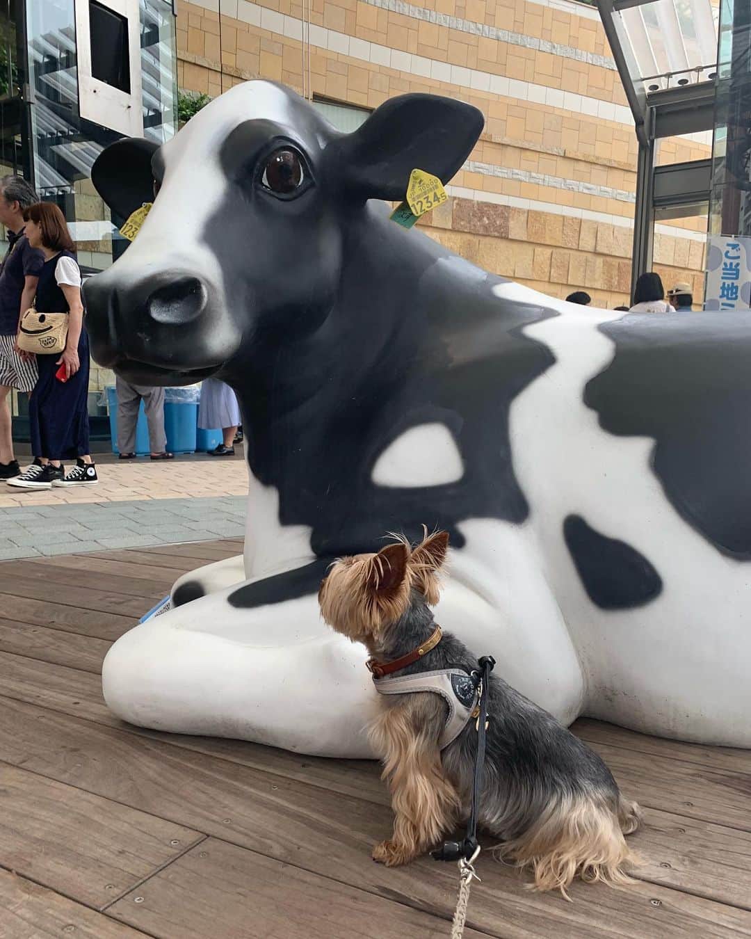 のインスタグラム：「ㅤㅤㅤㅤㅤㅤㅤㅤㅤㅤㅤㅤㅤㅤㅤ 🐶💬I’m not scared of 🐮 牛さんなんて怖くないもーん🐮 ㅤㅤㅤㅤㅤㅤㅤㅤㅤㅤㅤㅤㅤㅤㅤ 先日の六本木牧場は牛さんが沢山いました。 目ヂカラ半端ない強さの牛さん発見🐄 #yorkie #ヨーキー #yorkshireterrier #ヨークシャテリア #六本木牧場」