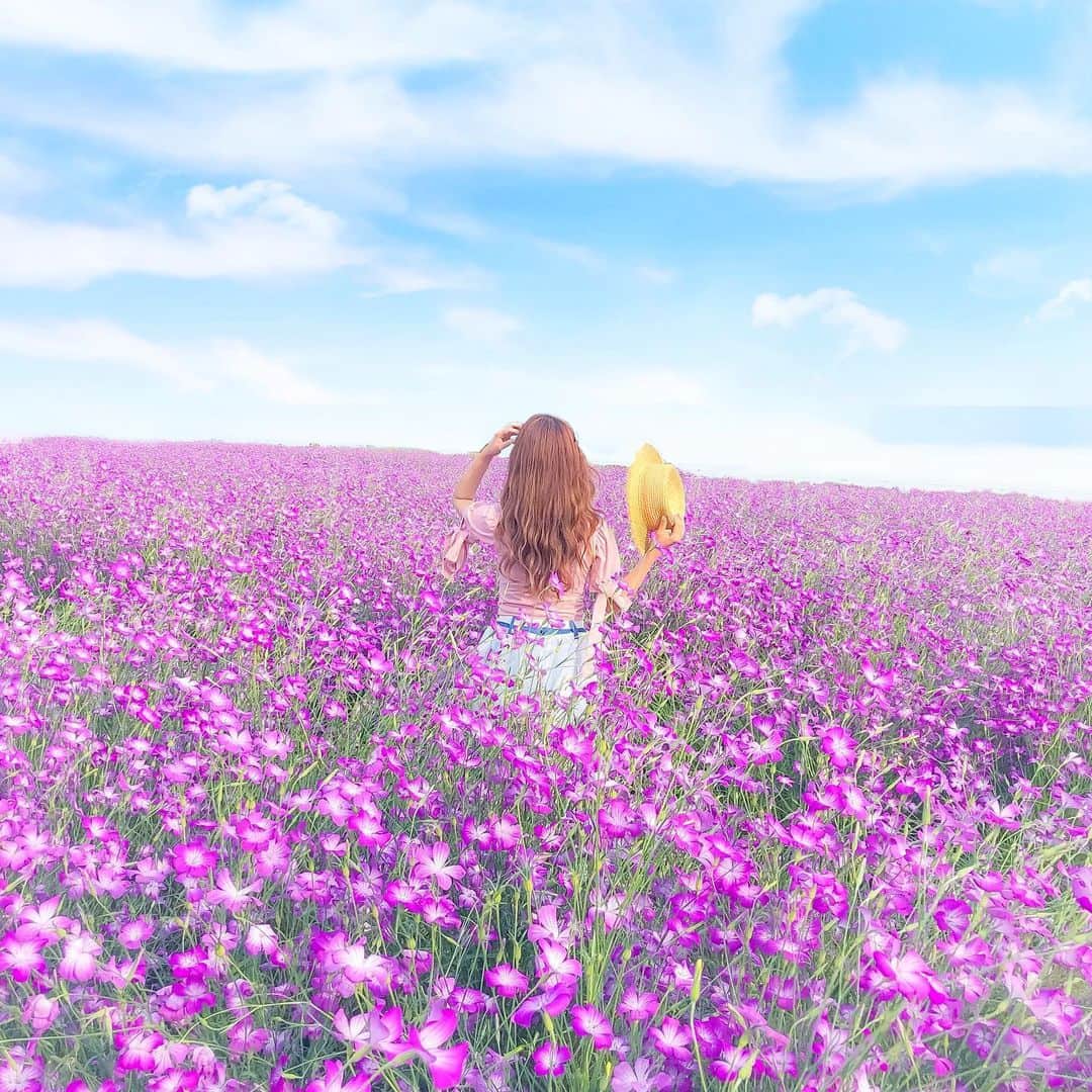 tomomi ❤︎ よしはしともみ ❤︎さんのインスタグラム写真 - (tomomi ❤︎ よしはしともみ ❤︎Instagram)「. . パープルなポピー畑💜 埼玉県鴻巣市にある ポピーハッピースクエアっていうところに行ってきたよ🚙 . ポピーといったら赤ピンクとか オレンジって感じのイメージだけど ここはパープルのポピーが咲いてたの👒💕 珍しくて素敵だった💐 . #flowerpark #poppy #saitama #kounosu #ootd #pinklush #sweemycloset #ポピー #ポピー畑 #ハッピースクエア #こうのす花まつりインスタ2019 #こうのす花まつり #お花畑 #フォトジェニックスポット #お花畑コーデ #埼玉観光 #埼玉県 #鴻巣ポピー #꽃 #꽃밭 #양귀비 #데일리룩 #패션 #옷스타그램 #사이타마」6月5日 22時12分 - tomomi_yoshihashi