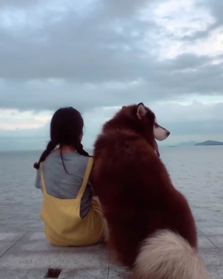 husky and malamuteのインスタグラム：「Watching the sea with you.😍💖 follow @alaskandaily （Twitter：alaskandaily）for more cute pic and video.😜 ……………………………………………………………… Each video was approved by the original author. But  don't have a Instagram account. We are first one post those video. So watermark credit @alaskandaily ……………………………………………………………… #alaskan#malamute#alaskanmalamute#alaskanhusky#malamutesofinstagram#puppylife#puppylove#puppydog#puppylover#dogdays#malamutepuppy#huskies#huskeypuppy#huskeiesreq#siberian#huskeiesofig#dogslife#dogsofnyc#cutedog#cutedogs#huskeypics#huskeylovers#huskygram#huskeylove#huskiesofinstagram#dogsofnyc#husky#狗」