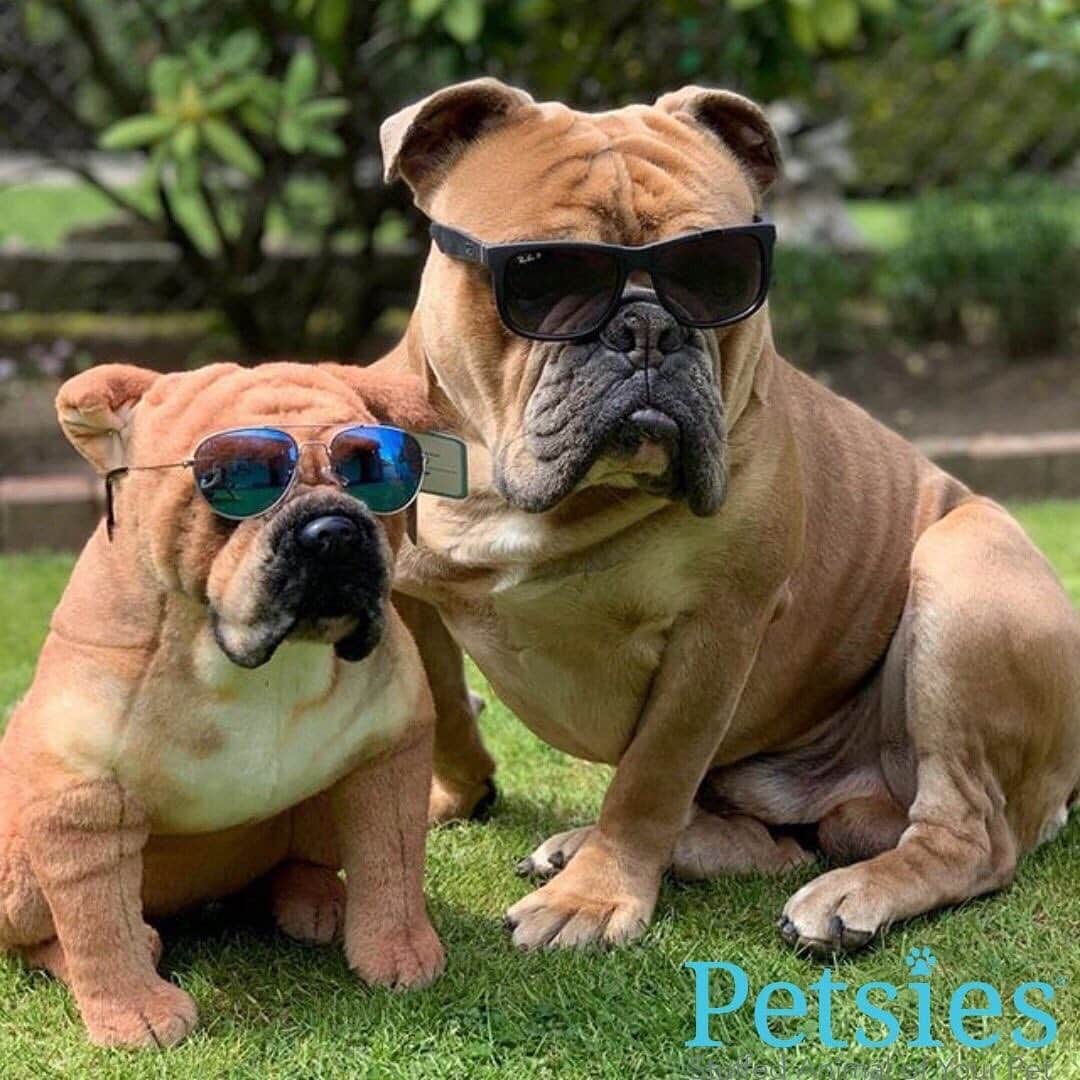 Bodhi & Butters & Bubbahさんのインスタグラム写真 - (Bodhi & Butters & BubbahInstagram)「GIVEAWAY TIME!!! Are you your dogs biggest fan?  Do you open your phone 📱 to a million #dog photos?! Umm....duh 💁🏼‍♀️ because everyone loves a #bulldog 💗 That’s why we’re teaming up with @petsies to #giveaway a stuffed animal clone of your dog 🐶 🙌🏻🎉 and just in time for #fathersday #2019 🙀 to enter: . 1. Follow @bulldogstuff 2. Follow @petsies  3. Tag at least 3 friends  4. For 10 extra entries share this photo and tag @bulldogstuff and @petsies . . . Open to US residents only, winner will be selected June 12, 2019 at 6pm PST 💗 . . . #bestoftheday #dogsofinstagram #win #friends #cute #baby #love #wednesday #work #smile #puppy #fan #club 📸 @murphy_2602」6月5日 23時01分 - keonistuff