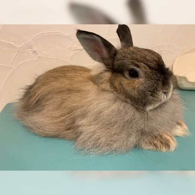 鈴木このみのインスタグラム：「友達とうさぎカフェに行ってきました🐰✨ 予想以上のモフモフ…！ ジャンプ力がルーちゃん🐩よりもあった気がする…ビックリ！ 癒された〜(*´∀｀*)」