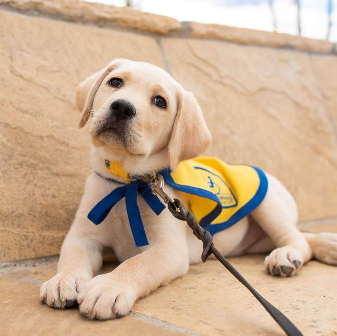 DogsOf Instagramのインスタグラム：「STORY TAKEOVER “Meet Phil! Phil is a future service dog. He may only be a puppy now, but one day he will be able to open and close doors, retrieve dropped items, turn light switches on and off, and help pull a wheelchair! He will learn all of this in order to help provide independence to his partner with a disability. Best of all, he will be placed with his partner free of charge by Canine Companions for Independence! Phil is currently with his volunteer puppy raiser. He loves learning his commands and does them all with a wagging tail!” Writes @fosteringpuppies #cciphil | Join in on Phil’s journey from wiggly pup to devoted service dog via our Stories and their page!」