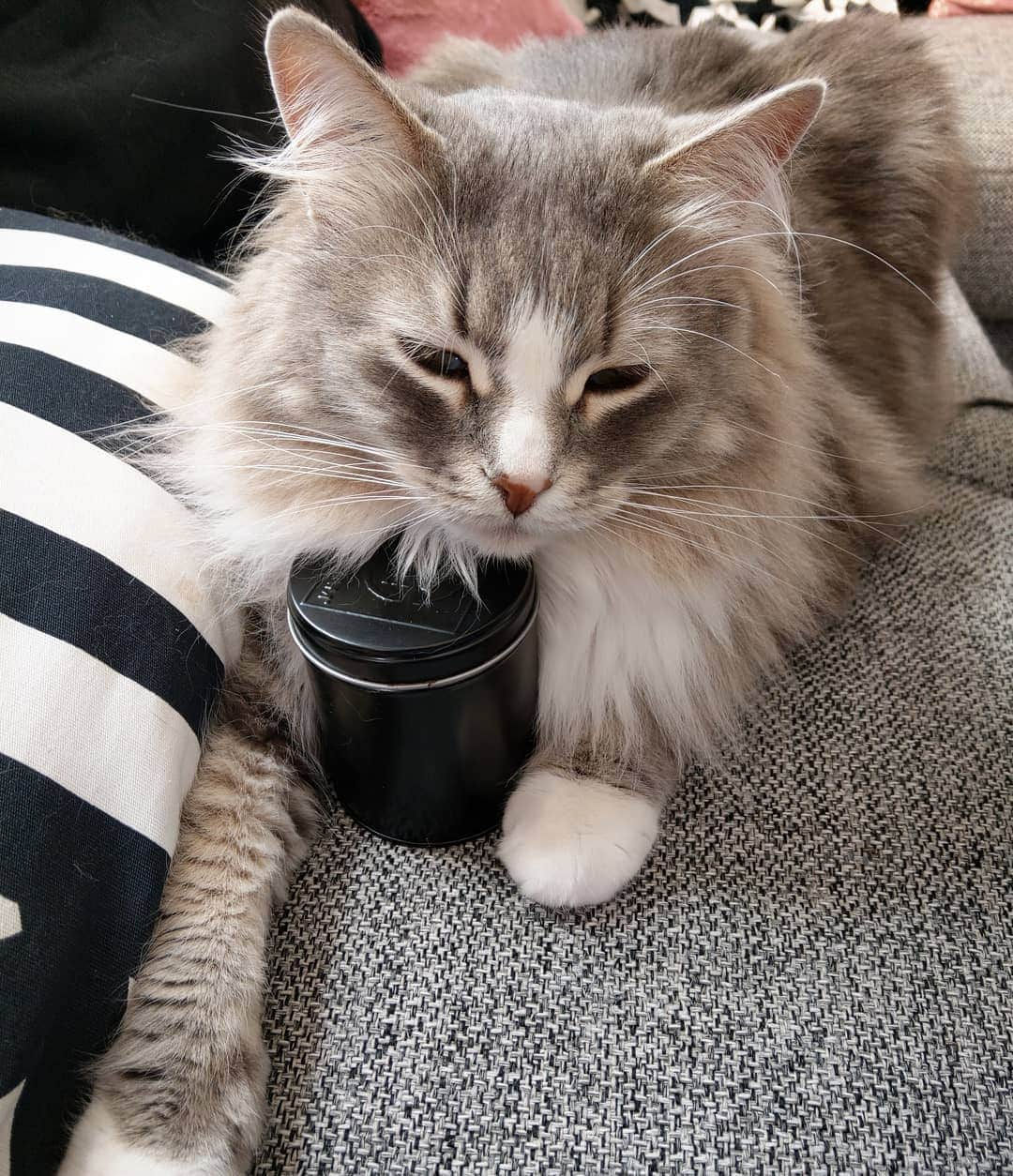 Nila & Miloさんのインスタグラム写真 - (Nila & MiloInstagram)「If you think I'm guarding a can of treats, you are correct. 😂❤️🍗 #mineallmine #greedy #hungrycat #siberianhealth」6月5日 23時38分 - nilamilo