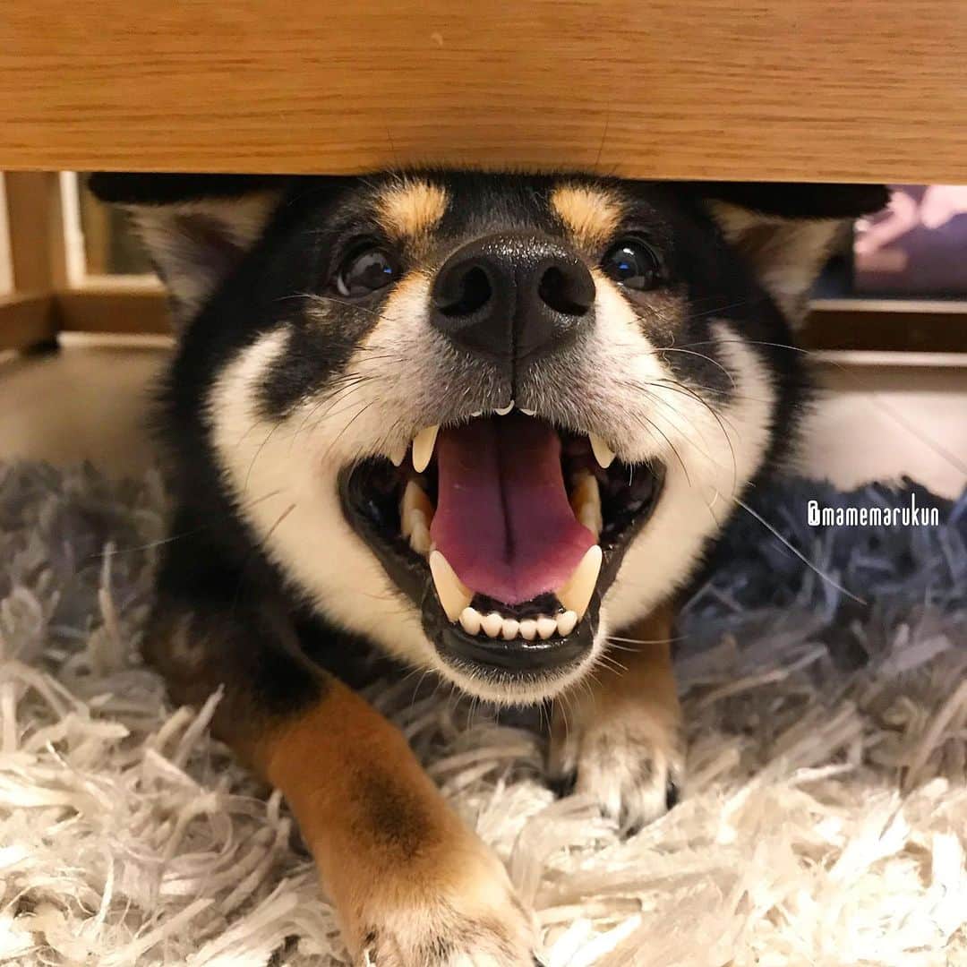 まめ丸のインスタグラム：「* * イタズラしておこられたから、 ソファの下ににげこんでニコニコ🐶💓 * hide-and-seek♪ I hid under the sofa🐶💓 * #はんせいはしてるよ #こうかいはしてないけど🐶👅 #ソファの下のまめ丸 シリーズ * #柴犬#豆柴#柴#黒柴#犬#ふわもこ部#しばいぬ#shiba#shibainu#shibastagram#shibadog#puppy#instadog#dogstagram#dog#instashiba#petstagram#pet#cutepetclub#강아지#멍스타그램#doglover#ilovemydog#weeklyfluff#まめ丸かくれんぼ」