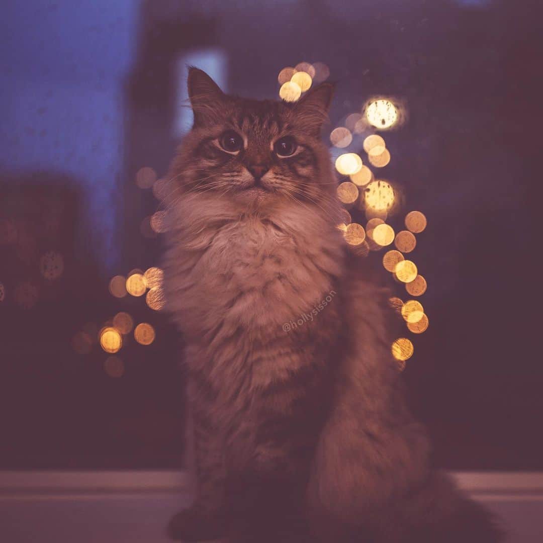 Holly Sissonのインスタグラム：「It was a dark and stormy night 🙀 #SiberianCat #bokeh (See more of Alice, Finnegan, and Oliver, on @pitterpatterfurryfeet) ~ Canon 1D X MkII + 35 f1.4L @ f1.4 See my bio for full camera equipment information plus info on how I process my images. 😊 ~ @bestmeow #bestmeow」