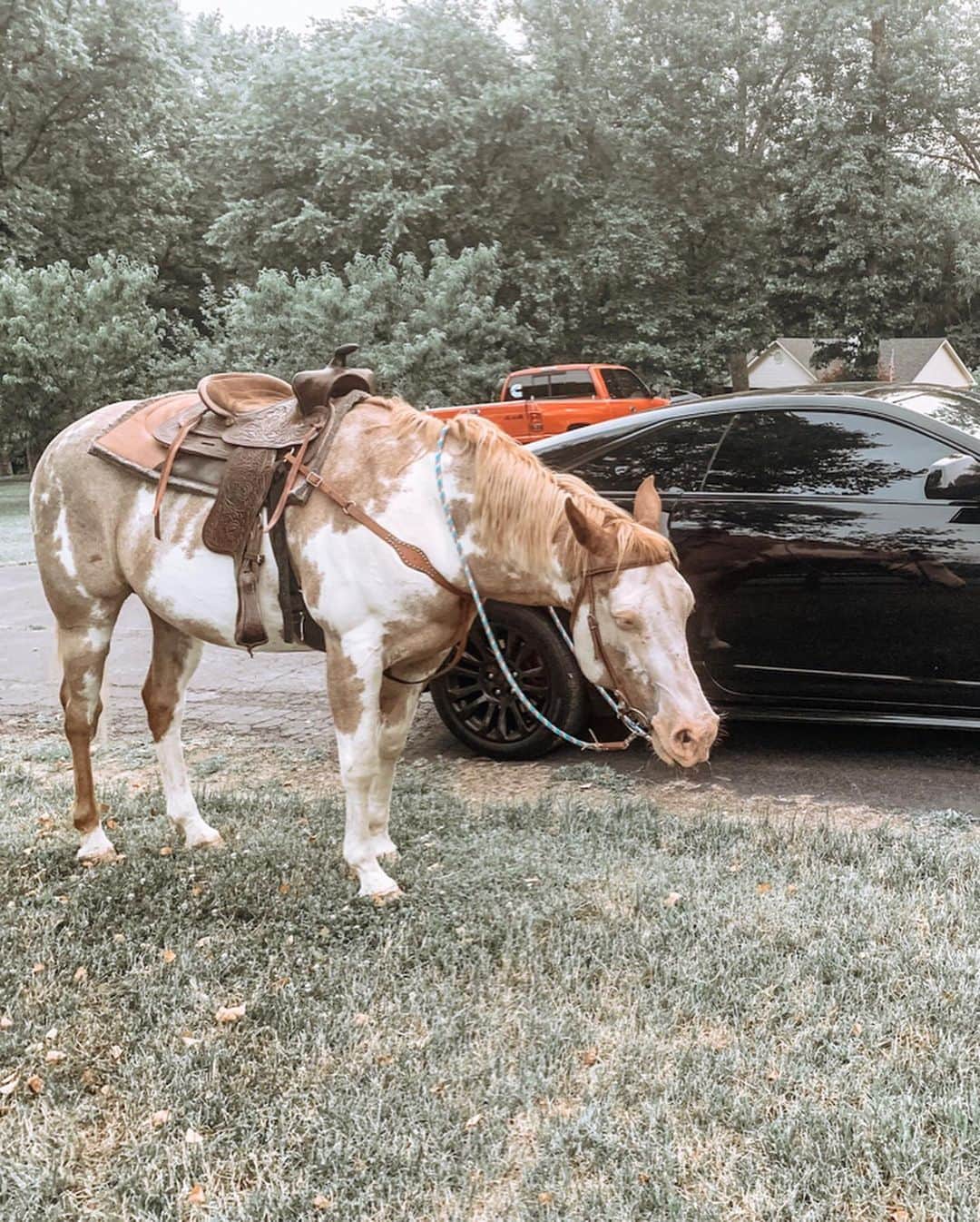 Kindly Myersさんのインスタグラム写真 - (Kindly MyersInstagram)「This old horse is amazing. I can’t believe someone gave him up. Their loss- my gain!」6月6日 0時15分 - kindlymyers