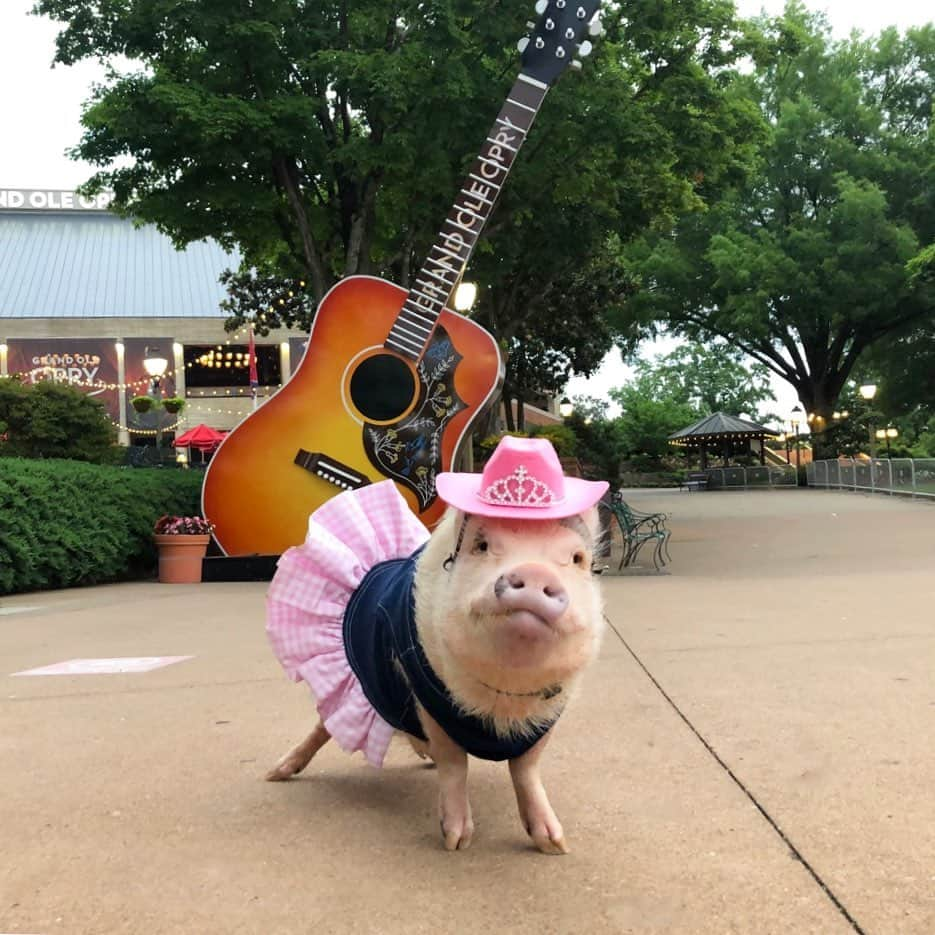 Priscilla and Poppletonさんのインスタグラム写真 - (Priscilla and PoppletonInstagram)「Who remembers my Opry debut a few years ago? So excited to be back here again! I’m pretty sure I’m the biggest swinesation to ever set hoof on the Opry Stage!🎤🐷🤠#grandoleopry #nashville #countrymusicswinesation #Priscilla #womenincountrymusic #PrissyandPop」6月6日 0時07分 - prissy_pig