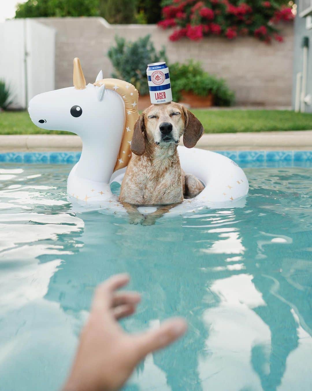 のインスタグラム：「When your best friend brings you the best beer 🦄⁣ ⁣ Spending our summer adventuring out West with this delicious new lager (truly a big fan of it) from my friends at @BallastPointBrewing. I highly recommend taking a bite from a grapefruit and then trying this one, stumbled into that combo and it’s a gem. This easy drinking and refreshing craft brew is the quintessential beer for your summer activities ✨ #BallastPointPartner #For21+」