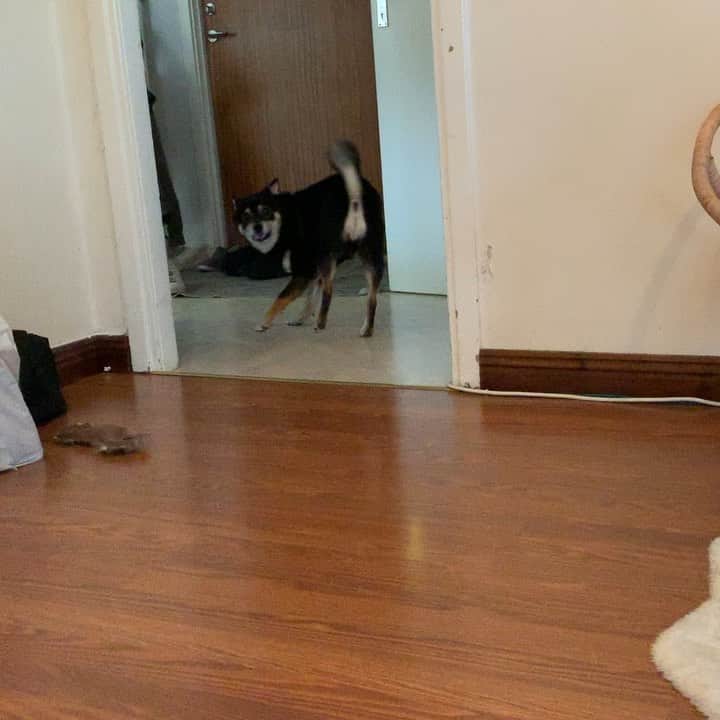 ?Fricko the Shiba Inu?のインスタグラム：「Keaton always voooaoovooo when he sees hudad drives pass the window 🤣🤣🐾 🐾 🐾 #Keaton #🐶 #shiba #shibainu #dog #柴犬 #黒柴 #子犬 #shibalovers #shibaholics #dogoftheday #dogslife #weeklyfluff  #dogstagram  #dogscorner #shibapuppy #puppiesofinstagram」