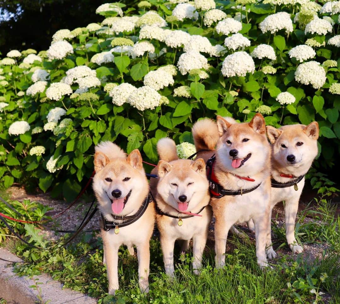 linnmamaさんのインスタグラム写真 - (linnmamaInstagram)「紫陽花散歩〜川沿いの緑地公園の紫陽花が咲き始めました😊〜スワイプしてね😊〜①アナベル〜②ブルー系、パープル系の紫陽花〜まだこれからもっと咲いてくるから花活が楽しみ😍〜庭の紫陽花は4柴たちと上手く写真が撮れない場所に咲いてるので、公園に期待😘  #柴犬#dog#柴犬凜の勇気凜々every day#shibastagram#花活」6月6日 0時50分 - linnmama