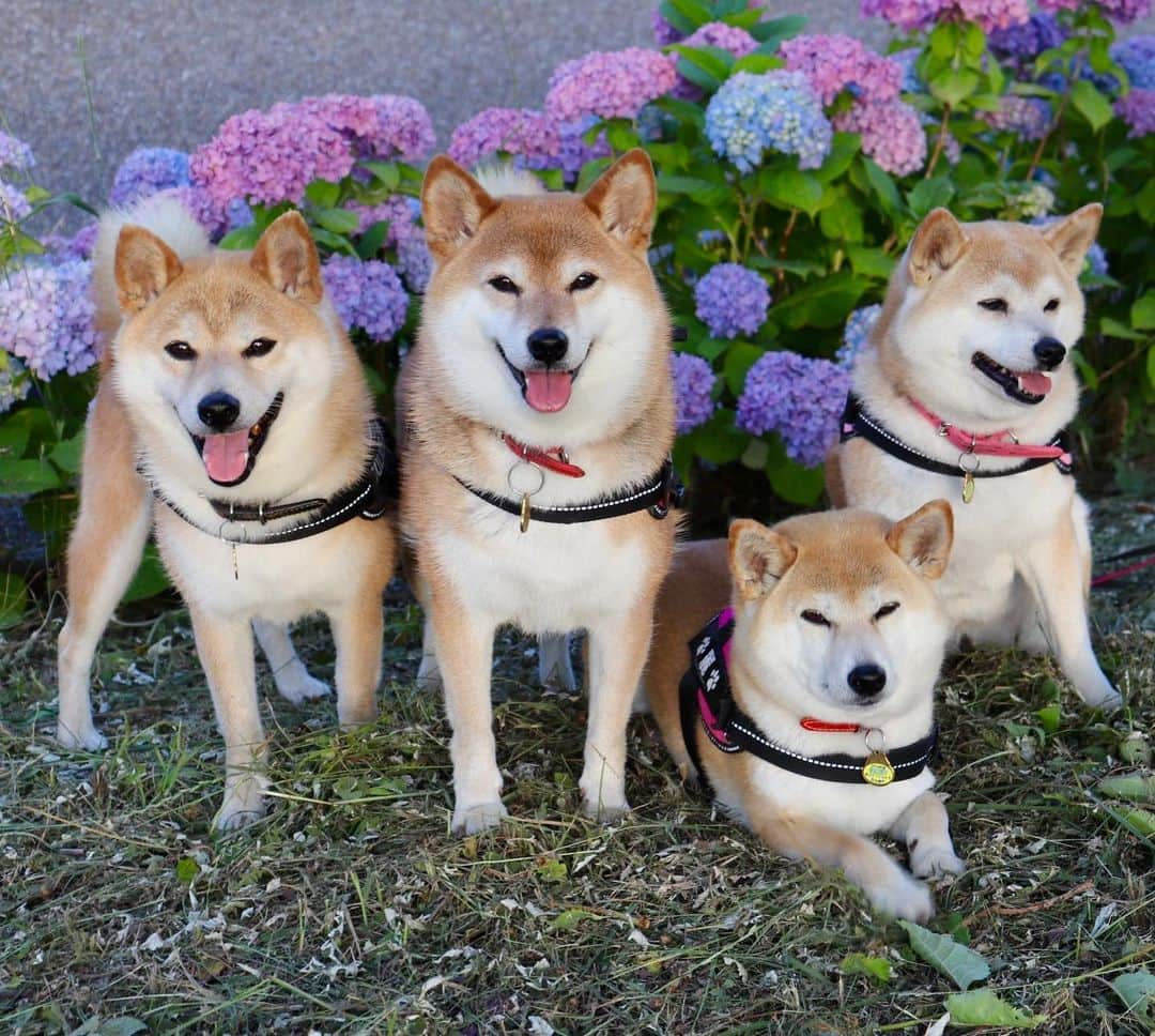 linnmamaさんのインスタグラム写真 - (linnmamaInstagram)「紫陽花散歩〜川沿いの緑地公園の紫陽花が咲き始めました😊〜スワイプしてね😊〜①アナベル〜②ブルー系、パープル系の紫陽花〜まだこれからもっと咲いてくるから花活が楽しみ😍〜庭の紫陽花は4柴たちと上手く写真が撮れない場所に咲いてるので、公園に期待😘  #柴犬#dog#柴犬凜の勇気凜々every day#shibastagram#花活」6月6日 0時50分 - linnmama