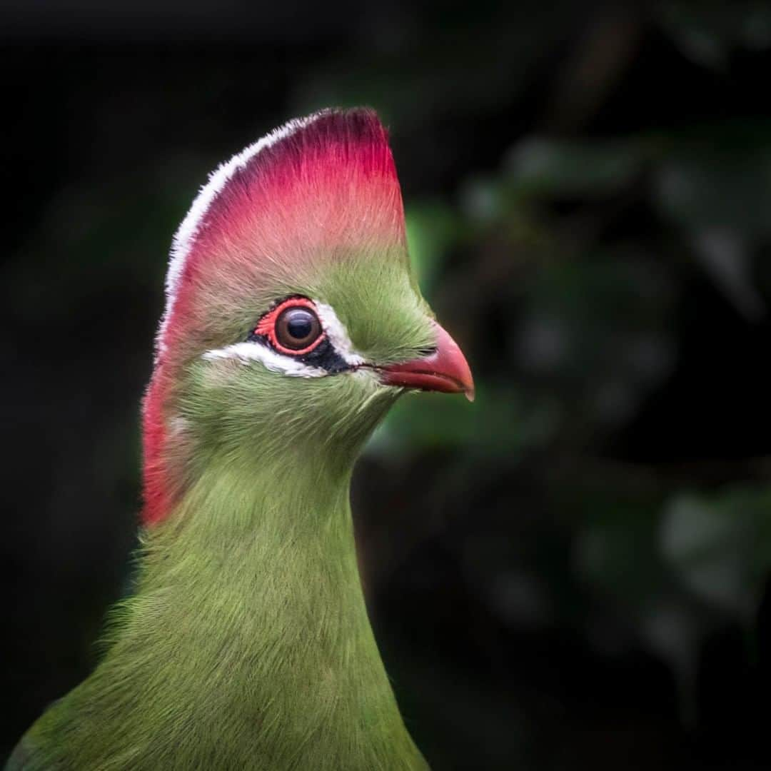 アニマルプラネットさんのインスタグラム写真 - (アニマルプラネットInstagram)「Does this Fischer's turaco remind anyone else of @pink?? These beauties have the ability to stay completely still for HOURS. Imagine being able to do that same. . . . . . . #animalplanetupclose #animalsofinstagram #animalplanet #animaloftheday #wild #wildlife #outdoors #animals #wildanimals #conservation #nature #animallovers #instanature #wildgeography #bird #fischersturaco」6月6日 1時00分 - animalplanet