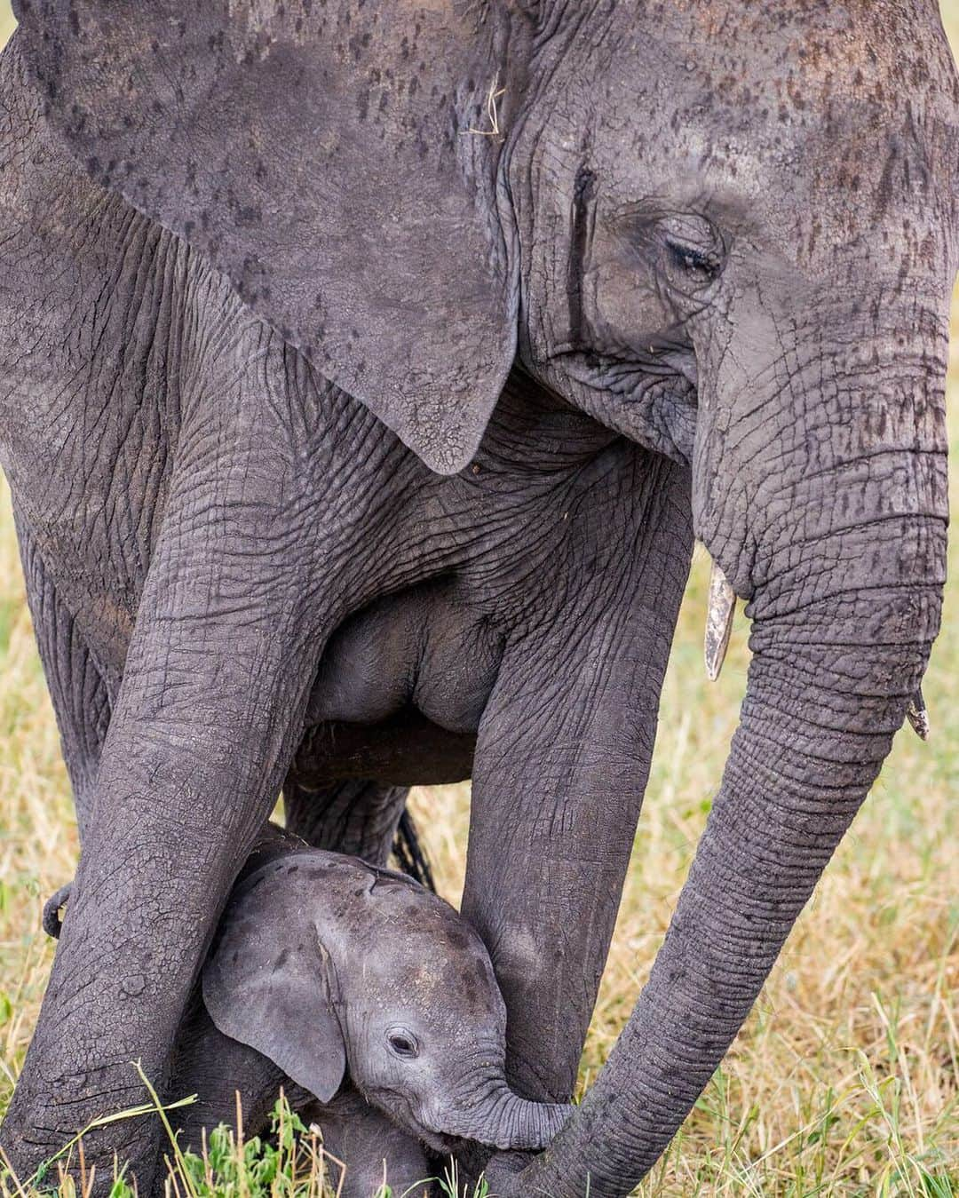 ナショナルジオグラフィックさんのインスタグラム写真 - (ナショナルジオグラフィックInstagram)「Photo by Stephen Wilkes @stephenwilkes | It is World Environment Day, which celebrates our environment and its importance in our lives. It was first recognized in 1972 and has since grown on a global scale. I hold this subject in high regard, as much of my current work is meant to share the beauty and delicacy of animals and locations around the world. This image of mother and baby shows the gentle nature of elephants, and it saddens me to say that just last week Botswana lifted its elephant hunting ban, which up until now created a sanctuary for these threatened species. It is vital that our society works to protect animals such as elephants, before they disappear from the planet. To see more photos from my travels near and far, follow me @stephenwilkes.  #StephenWilkes #Elephants #Africa #WorldEnvironmentDay」6月6日 1時01分 - natgeo