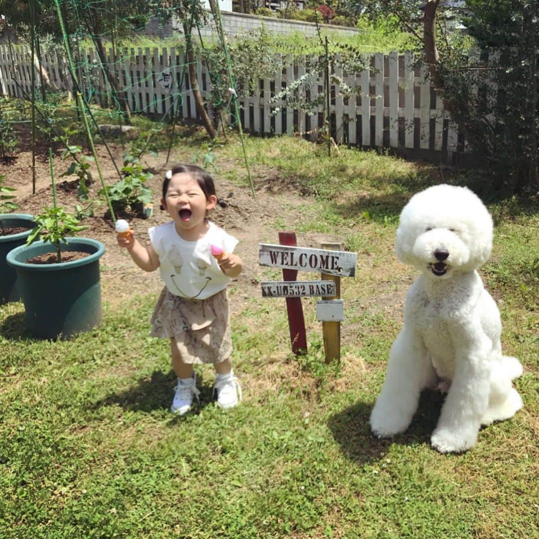 たまねぎさんのインスタグラム写真 - (たまねぎInstagram)「. . まめちゃん、謎のアイスダンス（笑） . . まめちゃんのお洋服 @reve_baby_kids さん #standardpoodle #dog #lovedogs #poodlesofinstagram #スタンダードプードル #大型犬と子供 #poodle #dogstagram #east_dog_japan #いぬのいる生活 #もふもふ部 #わんこ部 #子どもと犬  #kidsanddog #ママリ #キズナ #コドモノ #いこーよ #いぬのきもち #犬と暮らす #いぬなしでは生きていけません #2歳 #ナチュラルなこども服 #アイス大好き」6月6日 1時09分 - tamanegi.qoo.riku