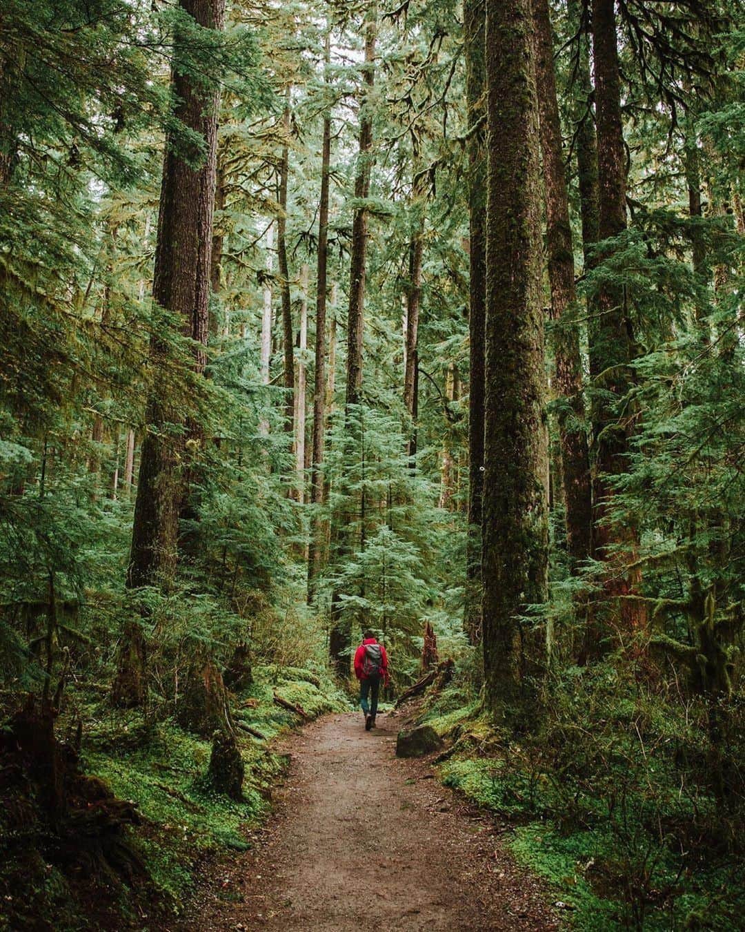 エディー・バウアーさんのインスタグラム写真 - (エディー・バウアーInstagram)「This #WorldEnvironmentDay, help us plant trees across N. America, by donating to the Global ReLeaf Project, when you checkout online. Check the link in our bio for more info. 📷: @jeraldmcdermott」6月6日 1時09分 - eddiebauer