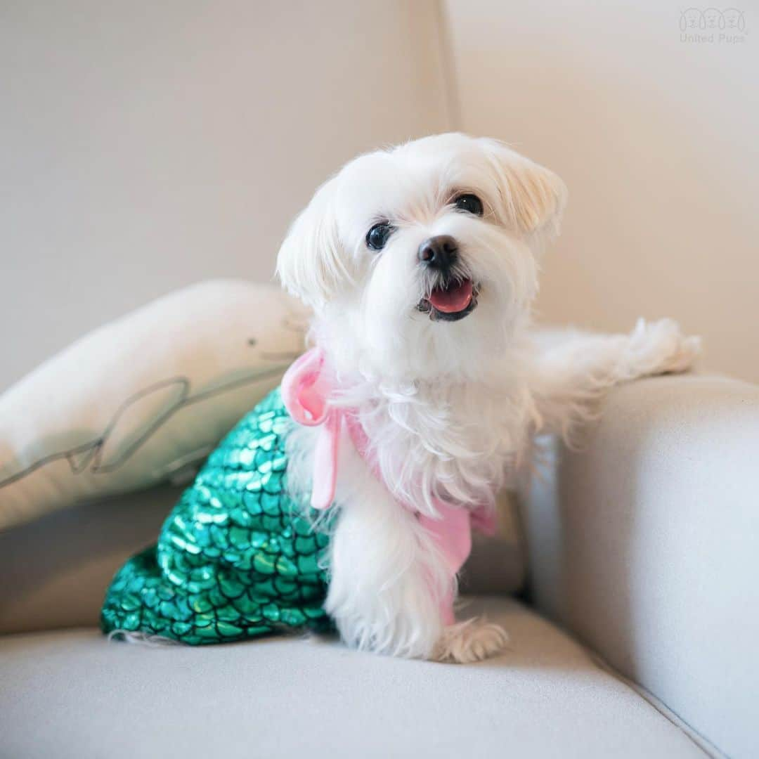 hi.arodさんのインスタグラム写真 - (hi.arodInstagram)「Why didn’t anyone give this mermaid suit to me😚? I think I look better in it than my sister 🧜🏻‍♂️ ・・・・ #mermaid #littlemermaid #mermaidsuit #mermaidswimsuit #dogcostume #cutestdog #cutestdogever #mermaiddoll #mermaiding #fantasy #mermaidlove #mermaidmodel #professionalmermaid#mermaidsofinstagram#beautifulmermaid #texasmermaid #dogsmile #dogsmiles #happydoglife #happydoggy #happydoggo #happydogday #happydoghappylife #happydoggie #themostbeautifulsmileintheworld #cutestsmile #cutestsmileever #malteselovers #malteselife #maltesedog」6月6日 1時12分 - hi.arod