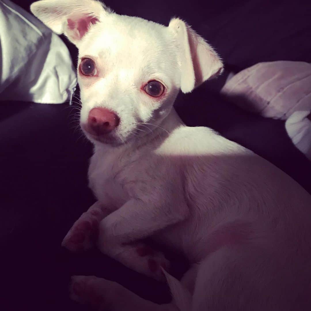 マーガレット・チョーさんのインスタグラム写真 - (マーガレット・チョーInstagram)「#filmnoir Lucia is so mysterious #chihuahua #rescuedog #dog」6月6日 1時45分 - margaret_cho
