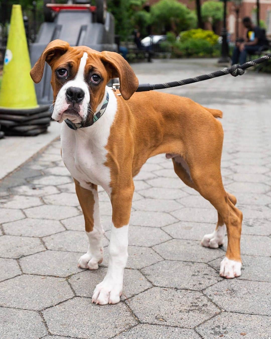 The Dogistさんのインスタグラム写真 - (The DogistInstagram)「Gritty, Boxer (4 m/o), Washington Square Park, New York, NY • “He’s going to be the mascot of my boxing gym.”」6月6日 1時46分 - thedogist