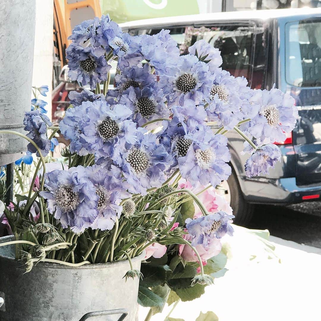 Florist.janeさんのインスタグラム写真 - (Florist.janeInstagram)「내사랑 스카비오사 💕 . . . #블루밍스완 #블스런던 #런던 #런던여행 #꽃집 #flowers #london #UK #florist #daily」6月6日 2時20分 - jane.florist