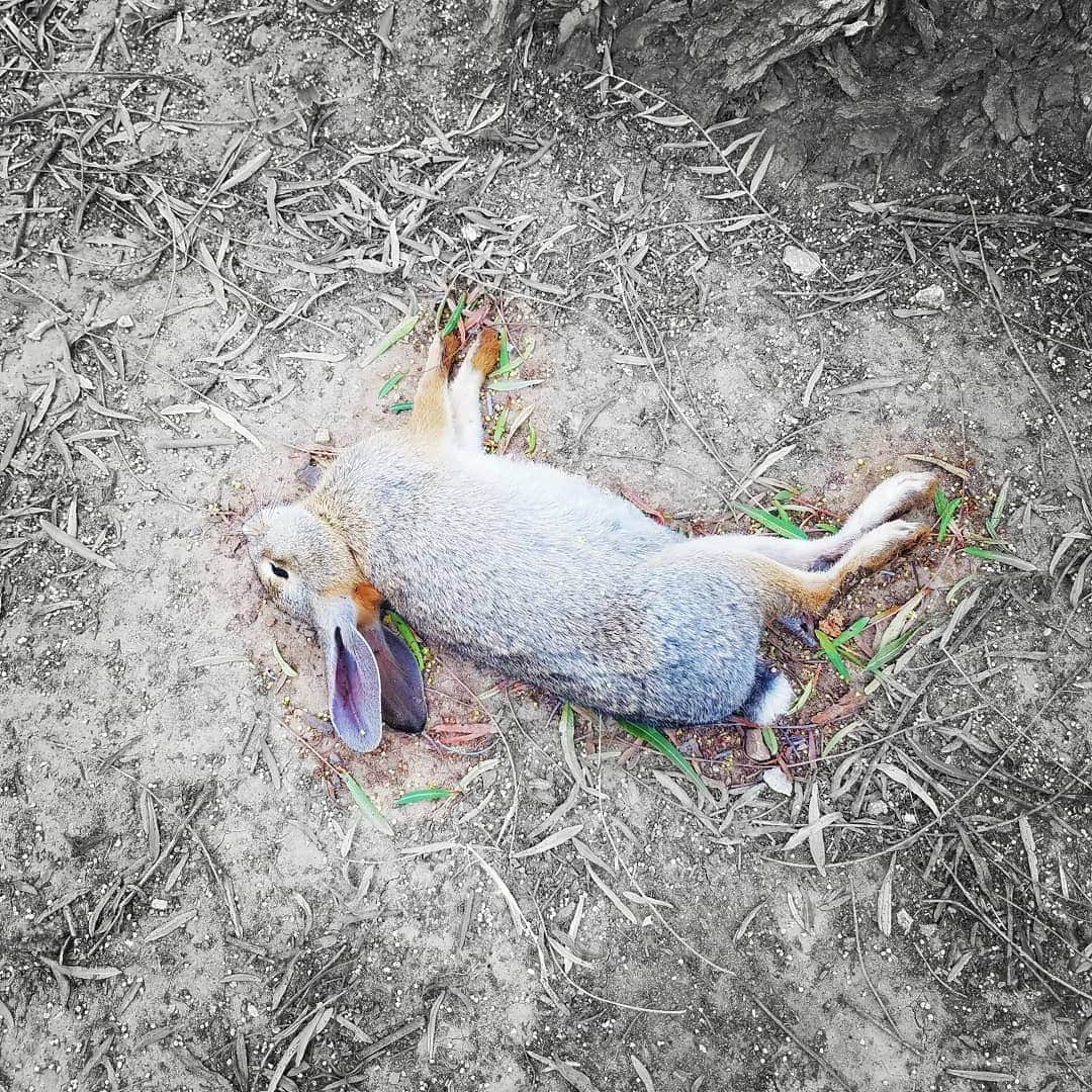 ガソリングラマーさんのインスタグラム写真 - (ガソリングラマーInstagram)「I don't know what happened #RIP #BUNNY wild #cottontail 🐇🐇🐰🐰 and no I dont use poison in my gardens they live here too. 😭😭😭😭😭」6月6日 3時03分 - gasolineglamour