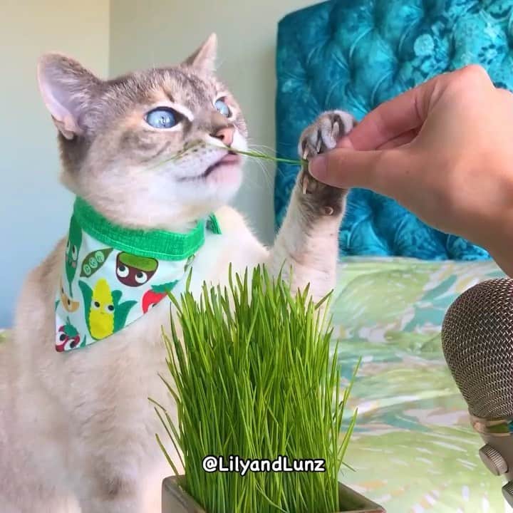 Cats of Instagramのインスタグラム