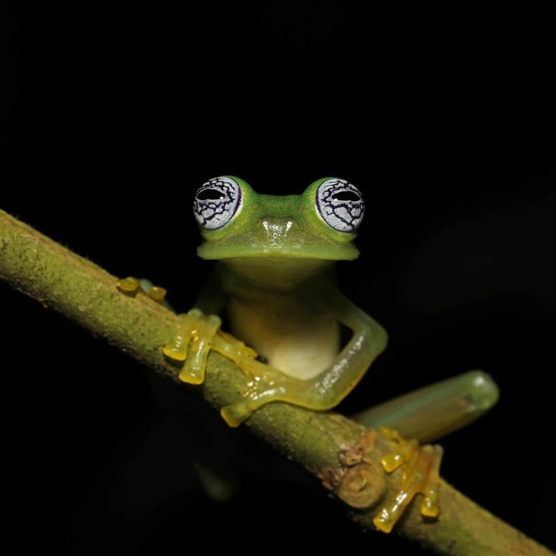 アニマルプラネットさんのインスタグラム写真 - (アニマルプラネットInstagram)「This ghost glass frog is Costa Rica's LARGEST glass frog species. When this nocturnal amphibian sleeps during the day, it folds its limbs perfectly onto leaves to camouflage right in! 📸: @mario_aldecoa, @bravewilderness . . . . . #animalsofinstagram #animalplanet #animaloftheday #wild #wildlife #outdoors #animals #wildanimals #conservation #nature #animallovers #instanature #wildgeography #coyotebrave #coyotepeterson #glassfrog #frog #amphibian」6月6日 4時00分 - animalplanet