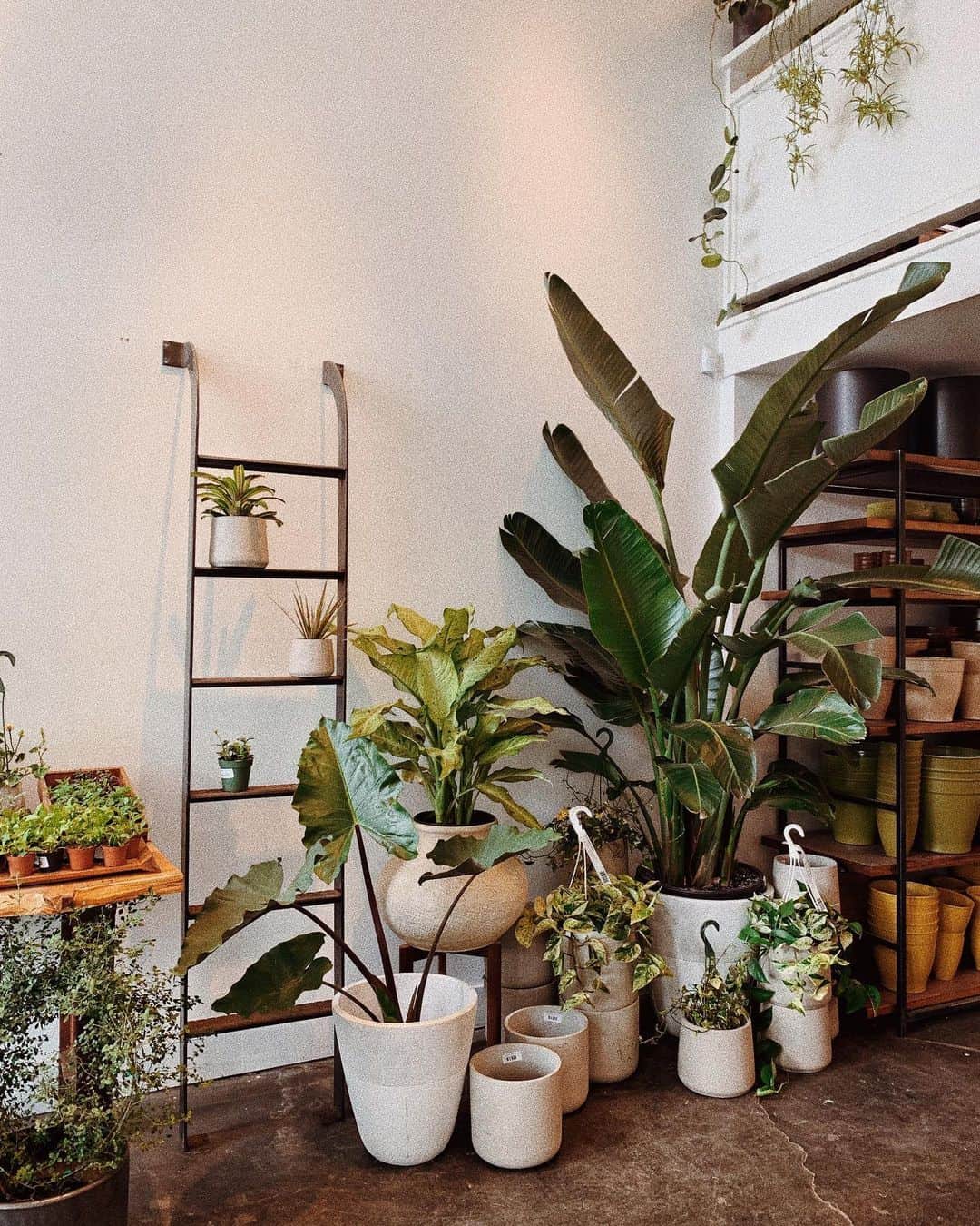 AikA♡ • 愛香 | JP Blogger • ブロガーのインスタグラム：「In case you missed my IG stories ( but saved under “🌱” on my highlight for the location tags ) I just LOVE when a store has so much inspiration in every corner even when you look up to the sealing. Can’t help but snapping the beauties 🌿🌵🍀 Keep swapping left 🌾 Which corner do you 💚 the most? Could you guess my 😍 ? ===== #plantlover #plantshopping #livecolorfully #seattleliving #indoorplantsdecor #plantsmakepeoplehappy」