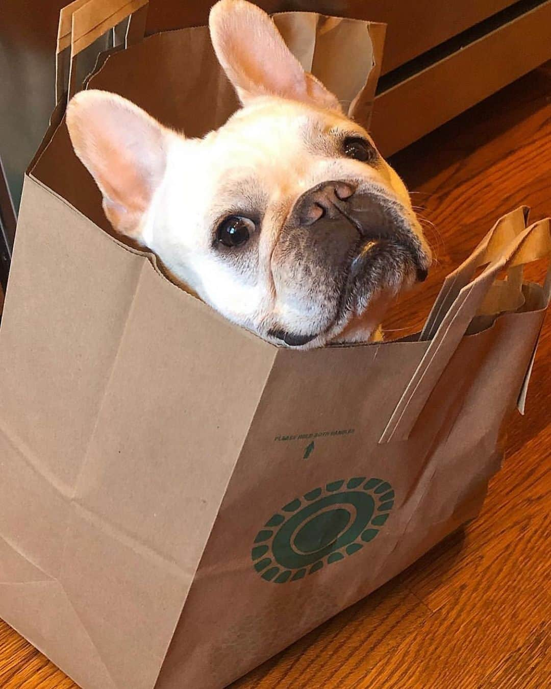 Whole Foods Marketさんのインスタグラム写真 - (Whole Foods MarketInstagram)「Cutest #WholeFoodsHaul ever. 10/10. 📷@moochbutt」6月6日 4時12分 - wholefoods