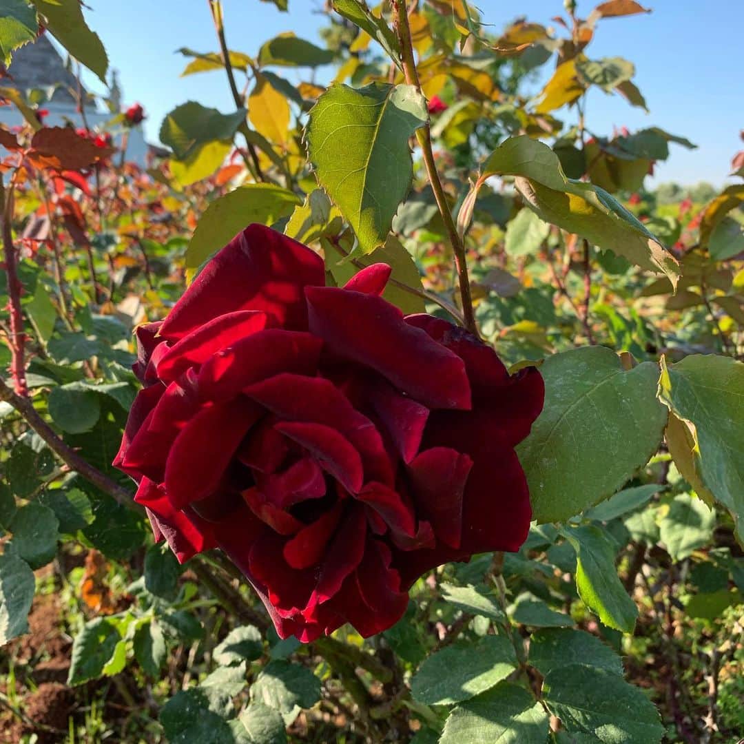 アンナ・デッロ・ルッソさんのインスタグラム写真 - (アンナ・デッロ・ルッソInstagram)「Velvet 🌹from my garden for You #rose」6月6日 4時36分 - annadellorusso