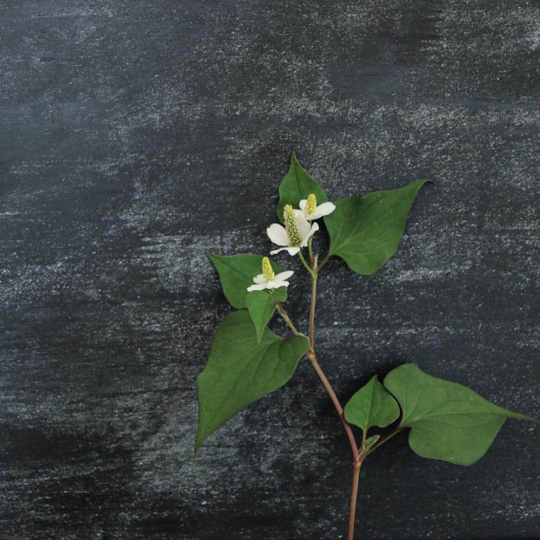 KEINA HIGASHIDEさんのインスタグラム写真 - (KEINA HIGASHIDEInstagram)「本日の暦は﻿ 二十四節気で「芒種（ぼうしゅ）」。﻿ ﻿ 稲や麦などの種をまき﻿ 梅の実が色づき﻿ 梅雨がはじまるころ。﻿ ﻿ 写真は庭にいっぱい咲いている﻿ きれいな白いドクダミの花。﻿ ﻿ #二十四節気 #芒種 #お花スナップ」6月6日 15時58分 - keina_higashide